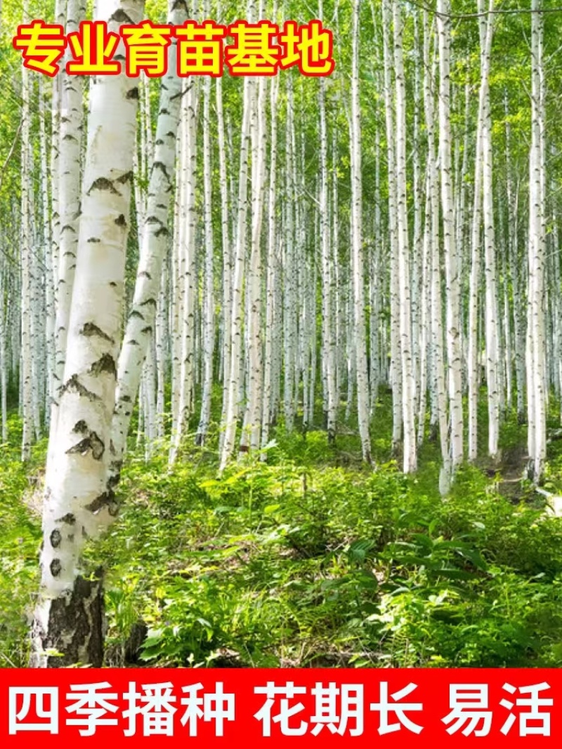 白桦树种子白桦种子粉桦桦皮树桦树种子桦木桦皮