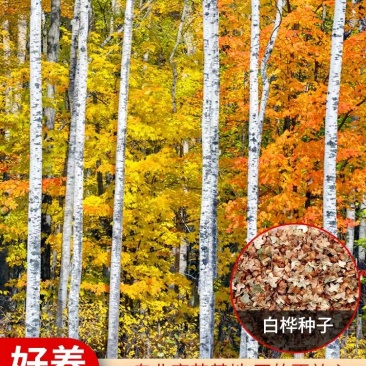 白桦树种子白桦种子粉桦桦皮树桦树种子桦木桦皮