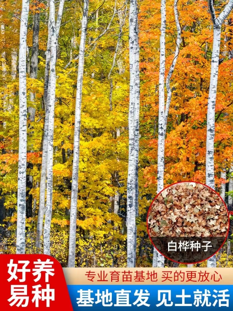 白桦树种子白桦种子粉桦桦皮树桦树种子桦木桦皮