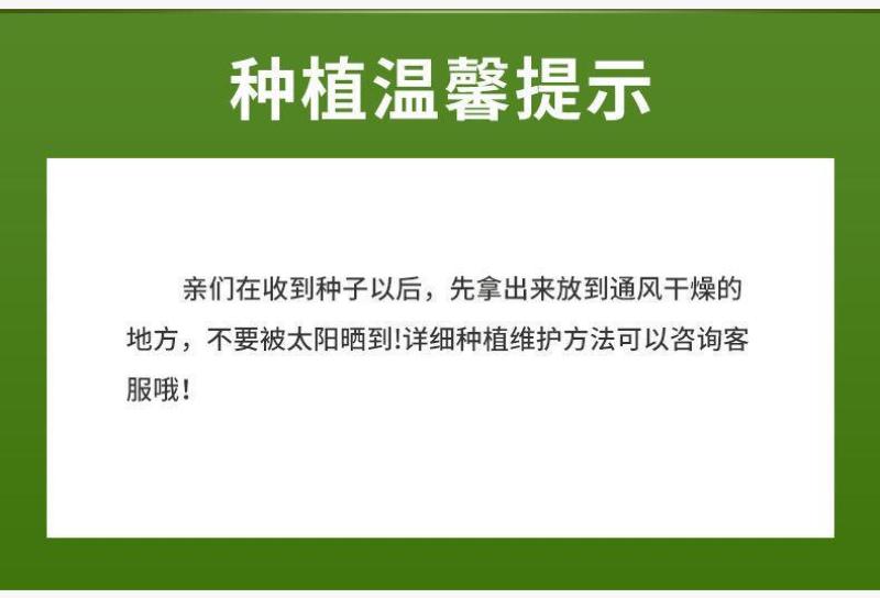 日本黄杨种子灌木小叶黄杨种子雀舌黄杨金边黄杨瓜子黄杨种