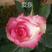 杂色玫瑰苗品种多多，随机发货，