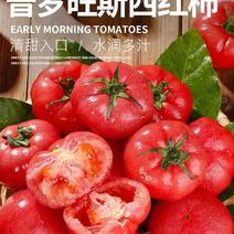 【山东烟台】普罗旺斯西红柿品质保证果型饱满香甜美味