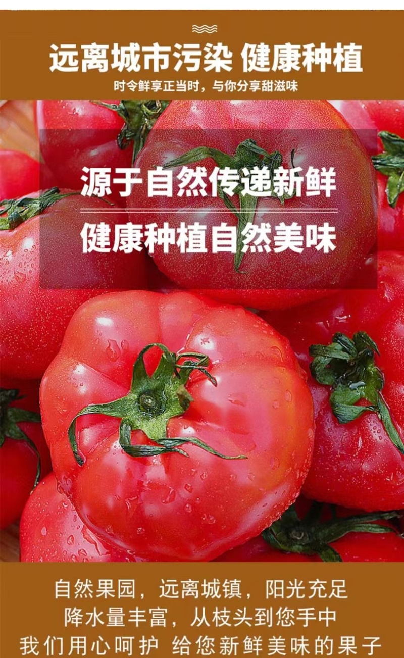 【山东烟台】普罗旺斯西红柿品质保证果型饱满香甜美味