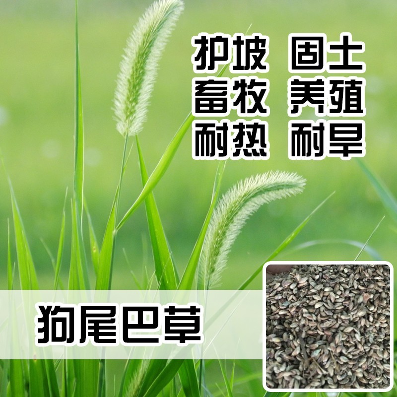 狗尾巴草种子野草种杂草种籽狗尾草种子耐旱绿化观赏草籽护坡