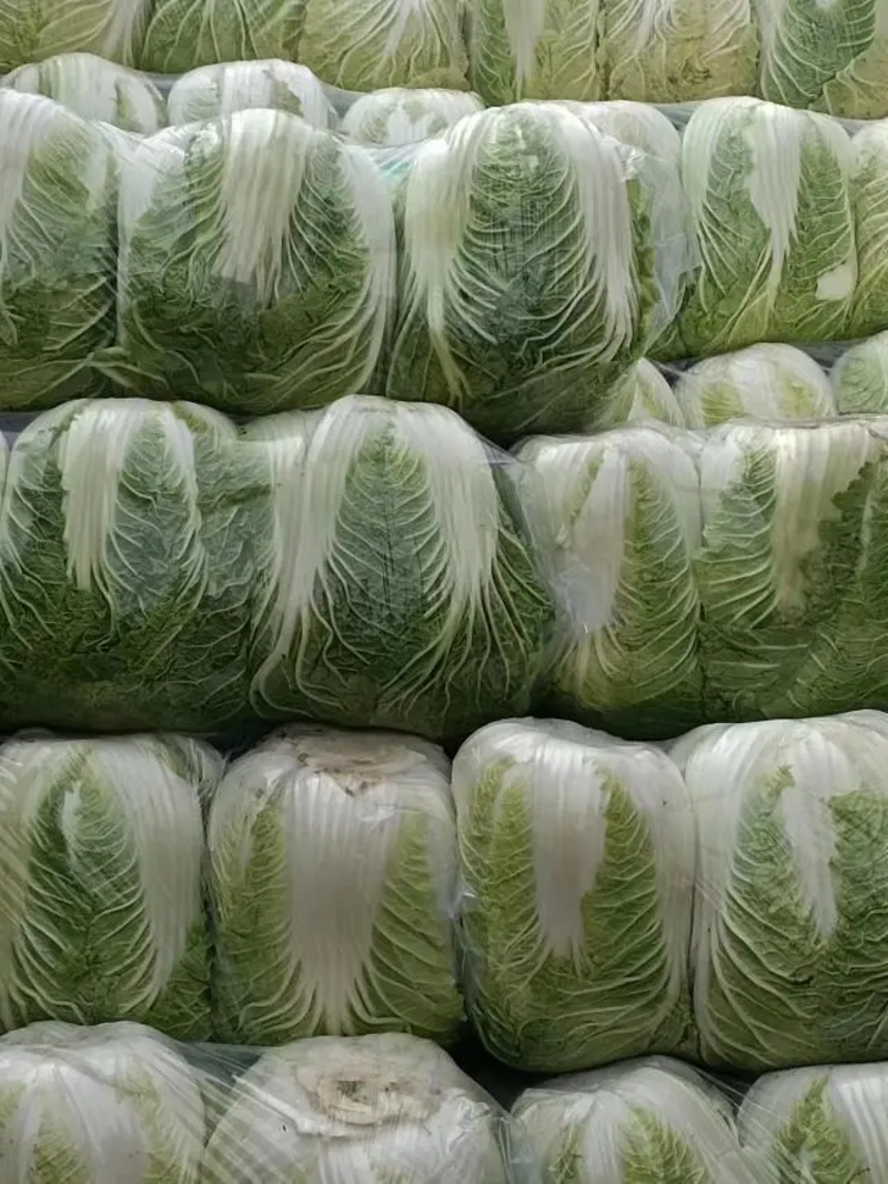 【白菜】湖北黄心白菜供应各地市场电商商超品质保证