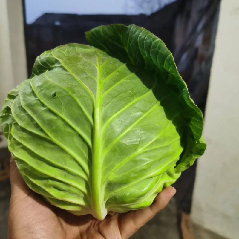 甘蓝湖北圆包菜基地一手货源可视频看货品质保证