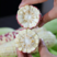 【玉米】糯玉米甜玉米，彩色糯玉米可视频看货欢迎咨询