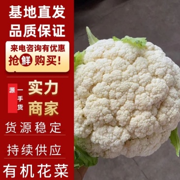 【花菜】精品松花菜有机花菜基地直发可视频看货