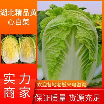 【白菜】湖北黄心白菜供应各地市场电商商超品质保证