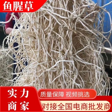 【推荐】鱼腥草鱼腥草根、折耳根产地一手货源品质保证