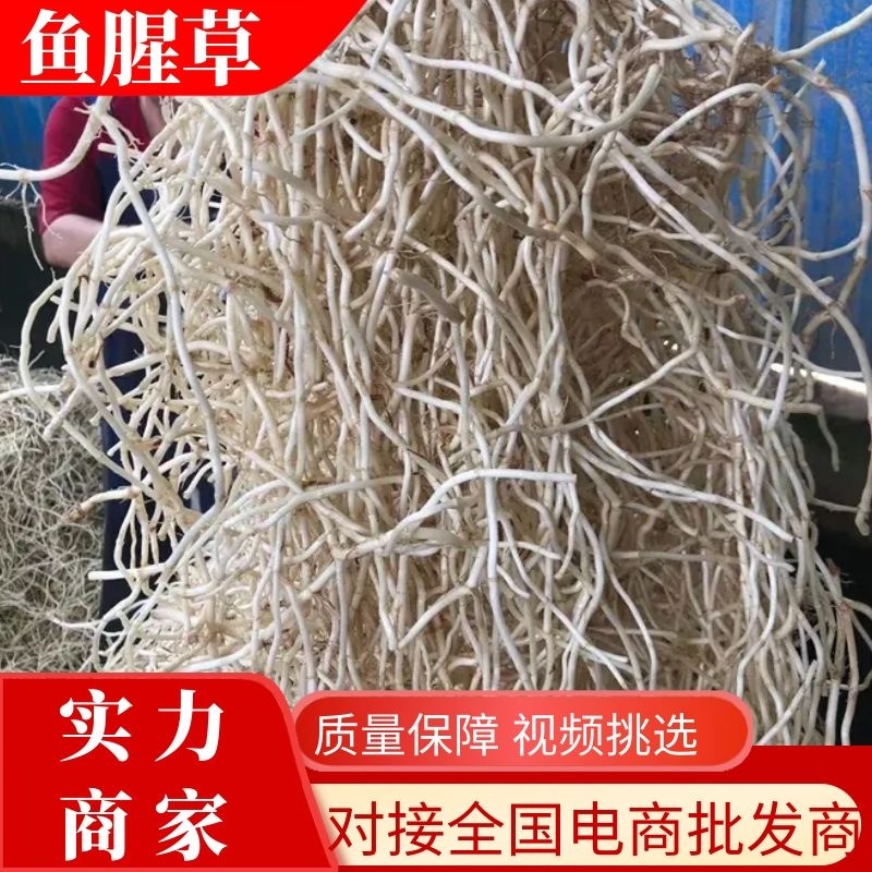 【推荐】鱼腥草鱼腥草根、折耳根产地一手货源品质保证
