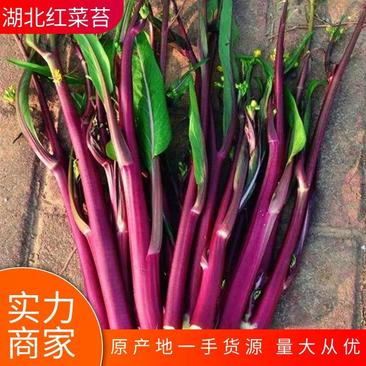 【菜苔】精品红菜苔千亩基地持续供应欢迎来咨询