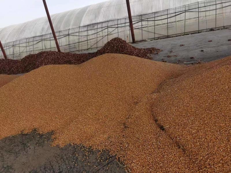 玉米玉米颗粒农户自种品质保障价格优惠可做饲料