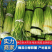 蒜薹白帽蒜苔湖北蒜薹供应各大市场电商商超品质保证