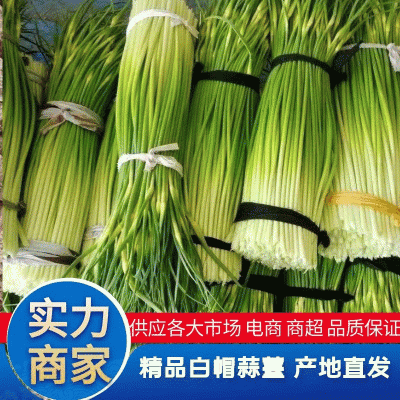 蒜薹白帽蒜苔湖北蒜薹供应各大市场电商商超品质保证