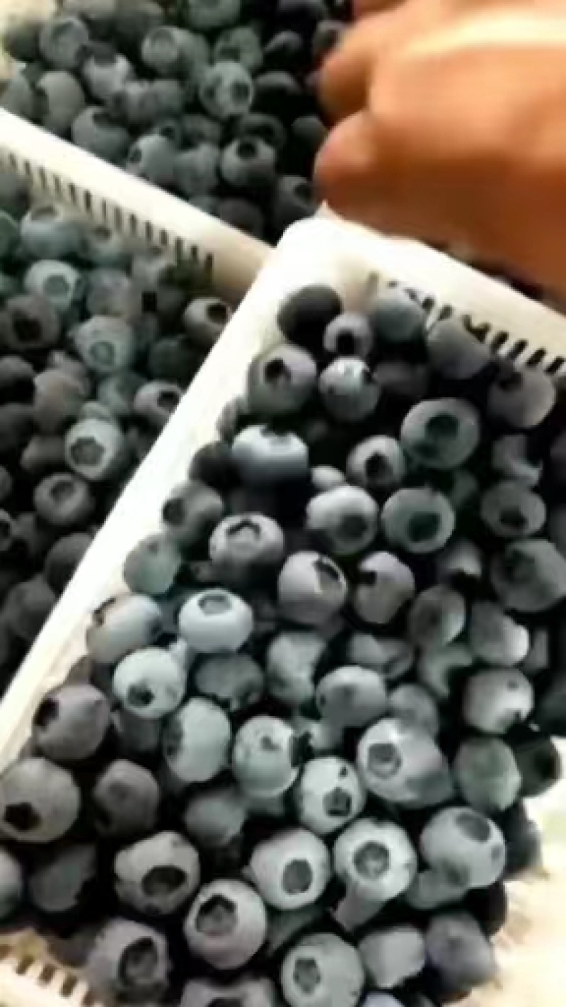 精品蓝莓基地直供一手货源品质保证诚信经营欢迎采购
