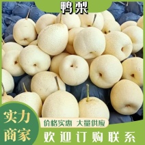 水晶鸭梨脆甜，超市，电商，批发商，精品质量，河北赵县