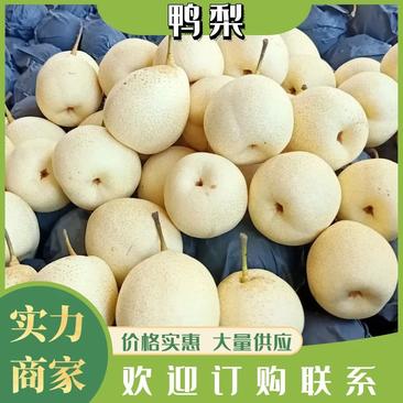 水晶鸭梨脆甜，超市，电商，批发商，精品质量，河北赵县