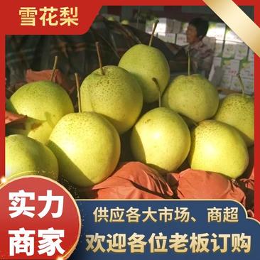 雪花梨河北赵县汁多味甜酥脆，对接电商，批發商，超市