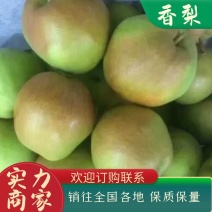 玉露香梨，对接(电商，批發商，赶大集，保质保量万亩基地