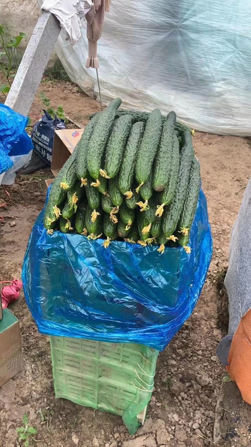 【现货】密刺黄瓜山东黄瓜货源充足新鲜上市干花带刺产地直发