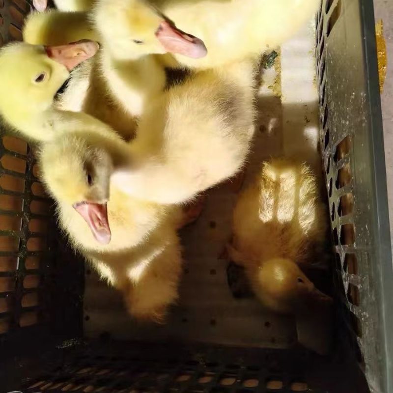 三花鹅苗大种三花鹅苗品种齐全防疫全运输包成活死亡包赔