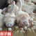 三花鹅苗大种三花鹅苗品种齐全防疫全运输包成活死亡包赔