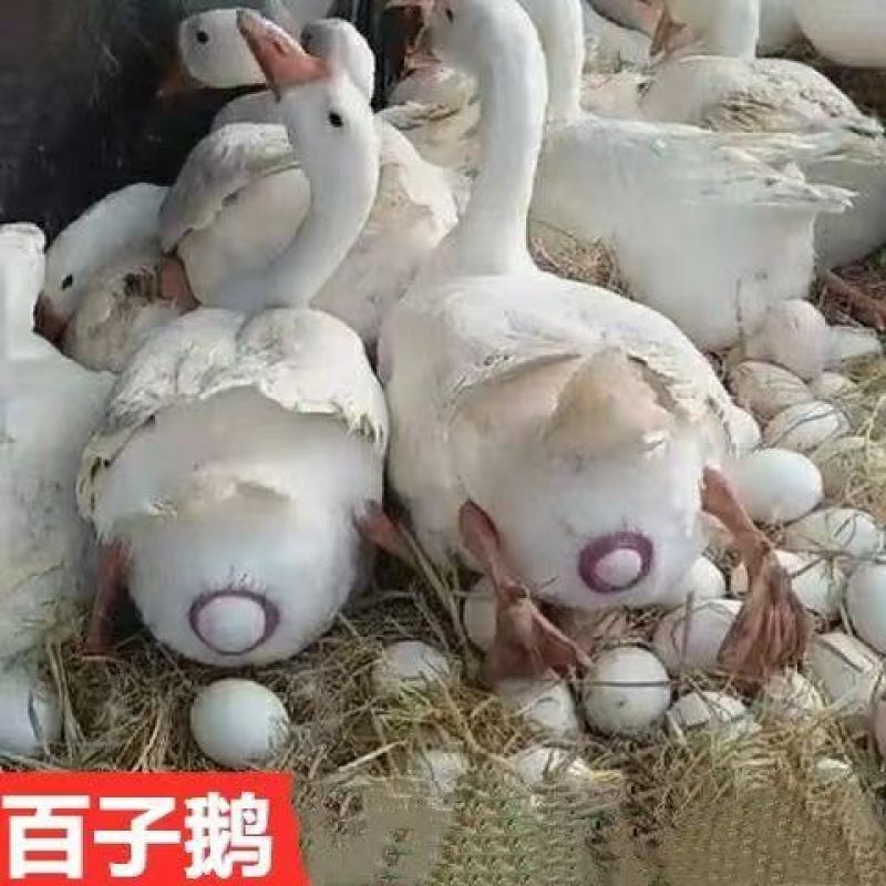 三花鹅苗大种三花鹅苗品种齐全防疫全运输包成活死亡包赔