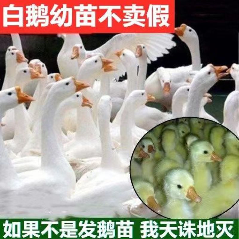 三花鹅苗大种三花鹅苗品种齐全防疫全运输包成活死亡包赔