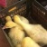 三花鹅苗大种三花鹅苗品种齐全防疫全运输包成活死亡包赔
