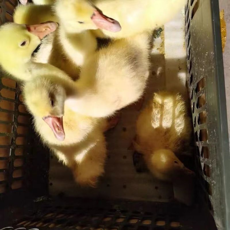 三花鹅苗大种三花鹅苗品种齐全防疫全运输包成活死亡包赔