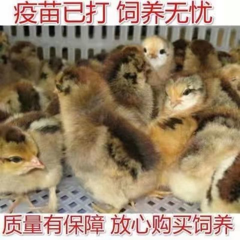 红瑶土鸡苗土鸡苗大红公鸡苗红瑶土鸡苗全国发货死亡包赔