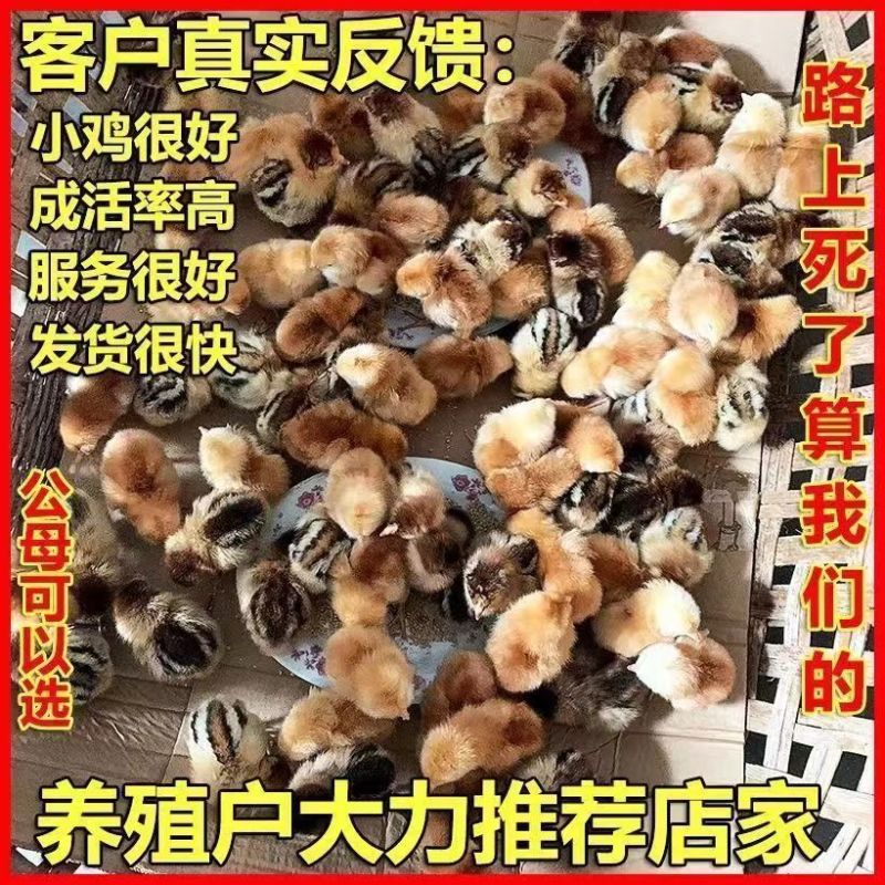 红瑶土鸡苗土鸡苗大红公鸡苗红瑶土鸡苗全国发货死亡包赔