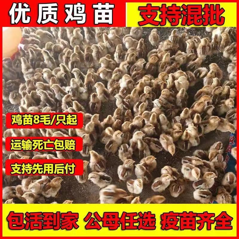 红瑶土鸡苗土鸡苗大红公鸡苗红瑶土鸡苗全国发货死亡包赔