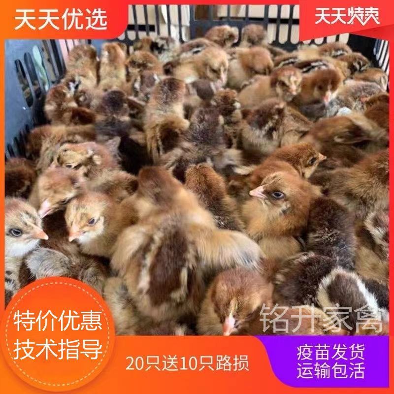 红瑶土鸡苗土鸡苗大红公鸡苗红瑶土鸡苗全国发货死亡包赔