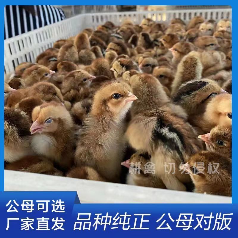 红瑶土鸡苗土鸡苗大红公鸡苗红瑶土鸡苗全国发货死亡包赔