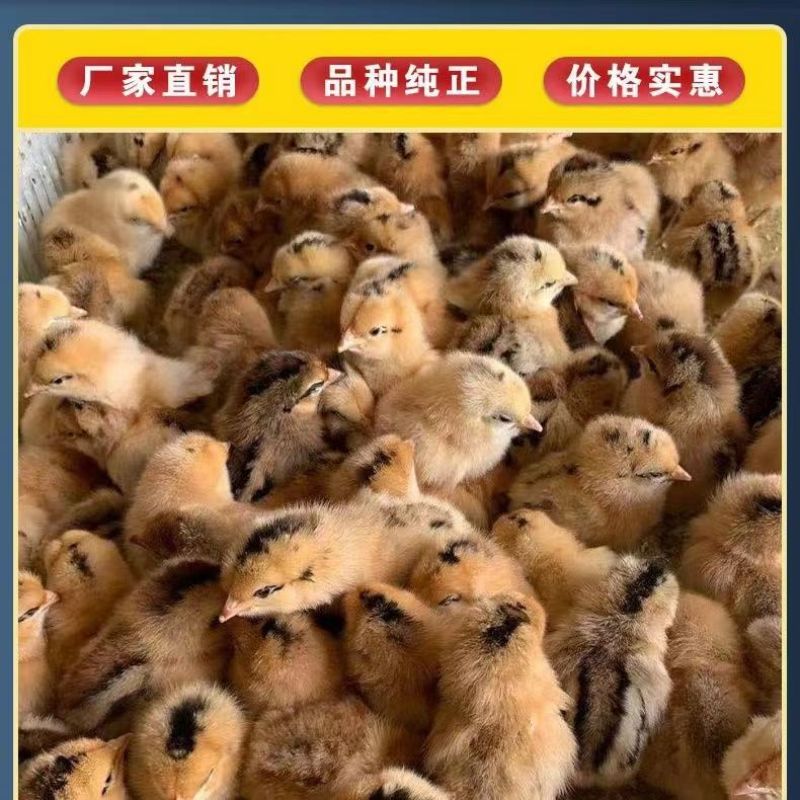 红瑶土鸡苗土鸡苗大红公鸡苗红瑶土鸡苗全国发货死亡包赔