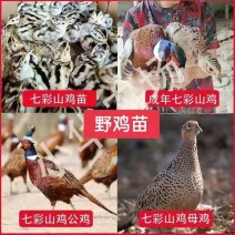 【热卖】七彩山鸡苗，野鸡苗，实力厂家供货，一手货源