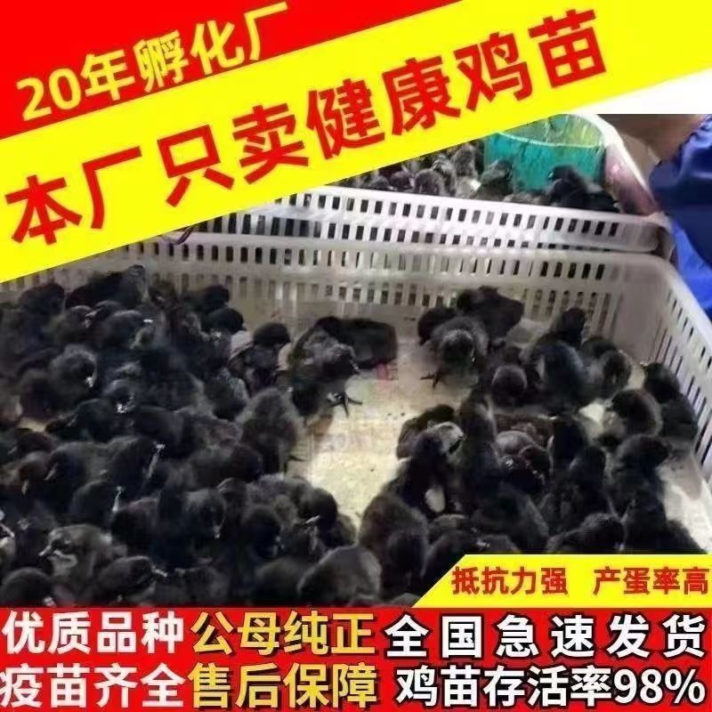 五黑鸡苗五黑绿壳蛋鸡苗品质保证欢迎咨询厂家直销