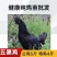 五黑鸡苗五黑绿壳蛋鸡苗品质保证欢迎咨询厂家直销