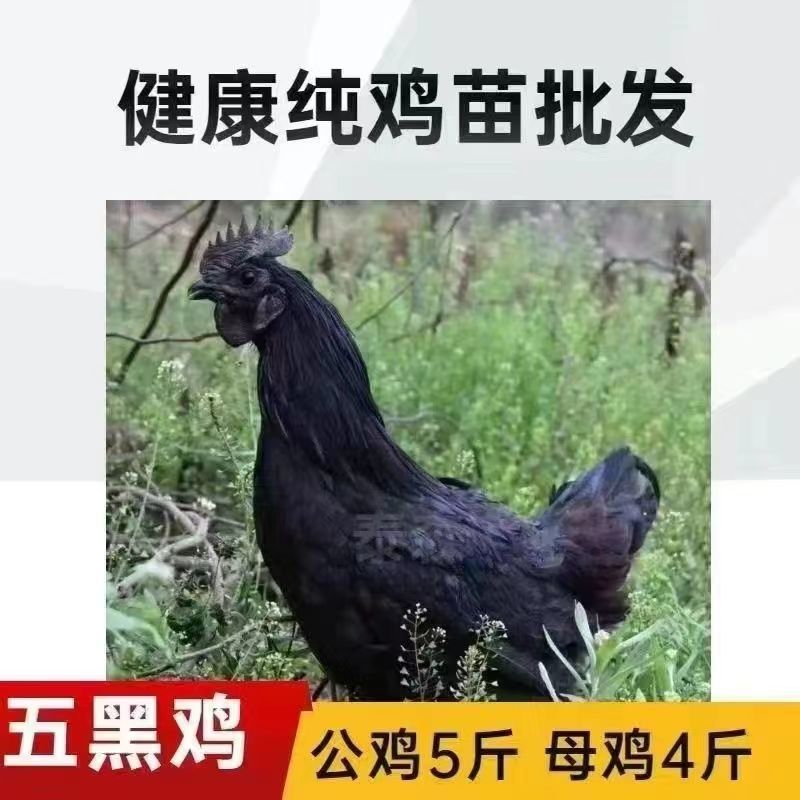 五黑鸡苗五黑绿壳蛋鸡苗品质保证欢迎咨询厂家直销