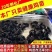 五黑鸡苗五黑绿壳蛋鸡苗品质保证欢迎咨询厂家直销