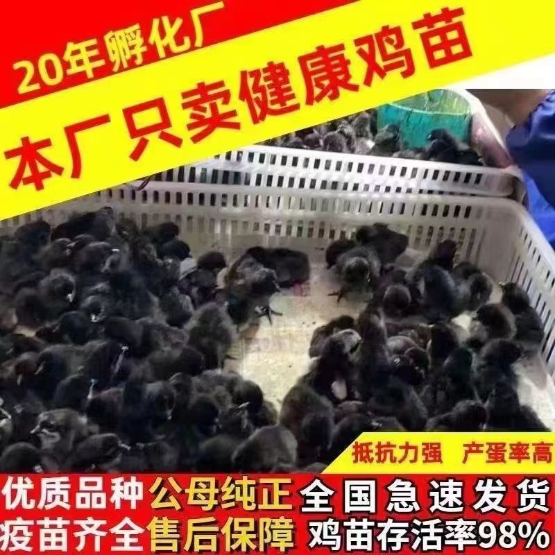 五黑鸡苗五黑绿壳蛋鸡苗品质保证欢迎咨询厂家直销