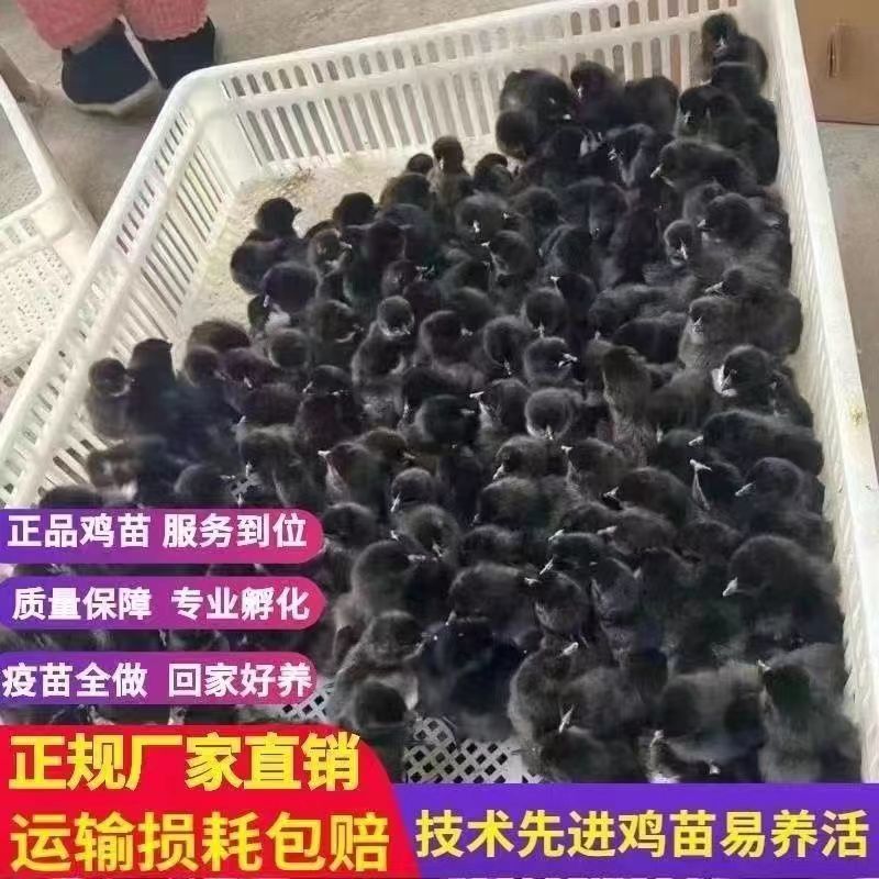 五黑鸡苗五黑绿壳蛋鸡苗品质保证欢迎咨询厂家直销