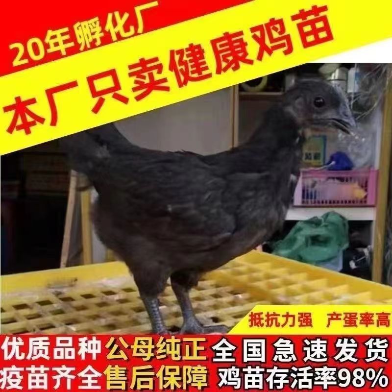 五黑鸡苗五黑绿壳蛋鸡苗品质保证欢迎咨询厂家直销