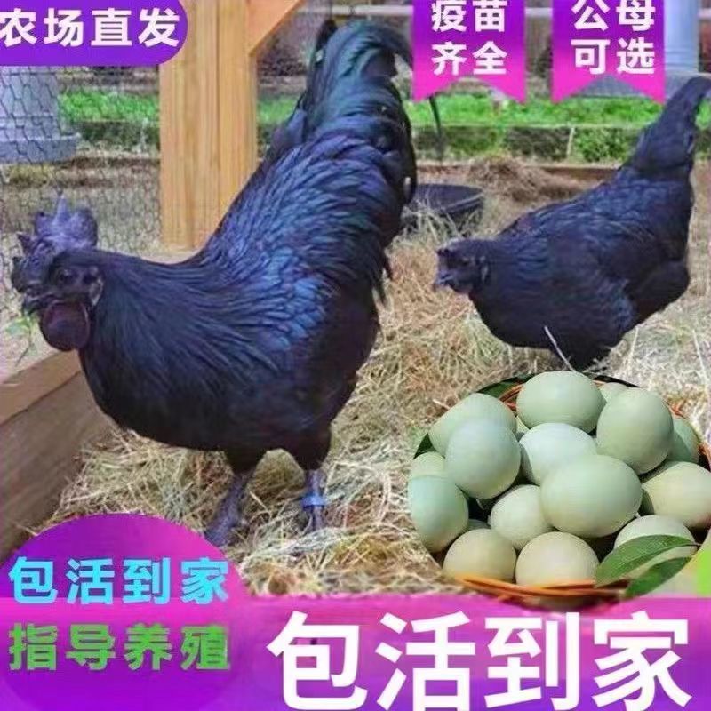 五黑鸡苗五黑绿壳蛋鸡苗品质保证欢迎咨询厂家直销