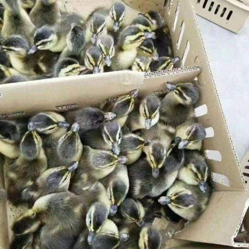 大种麻鸭苗，建湖麻鸭苗，麻鸭苗厂家直发全国发货，死亡包赔