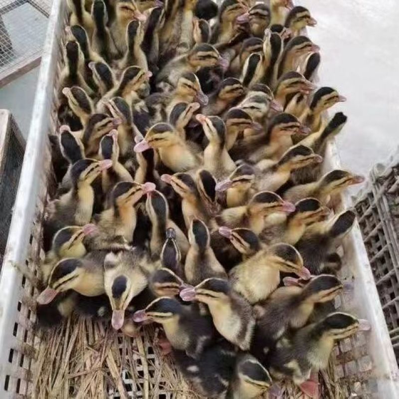 大种麻鸭苗，建湖麻鸭苗，麻鸭苗厂家直发全国发货，死亡包赔