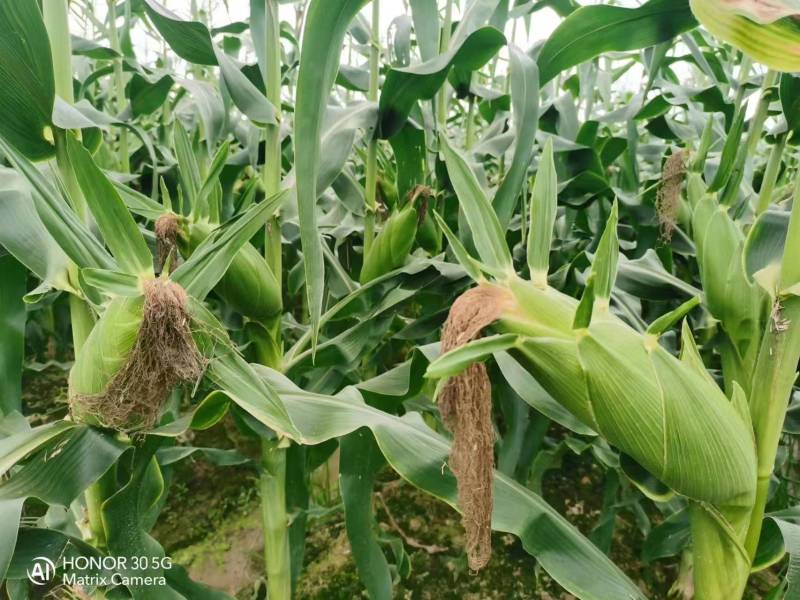 【规格齐全】水果玉米甜玉米质量保证香甜好吃全国发货