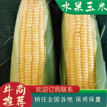 【规格齐全】水果玉米甜玉米质量保证香甜好吃全国发货